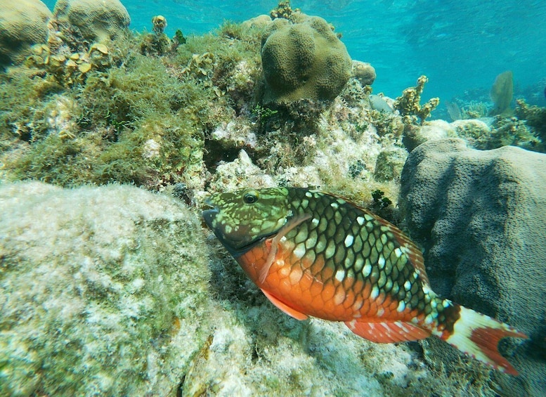 Picture 4 for Activity Caye Caulker: Local Reef Half-Day 3-Stop Snorkeling Tour