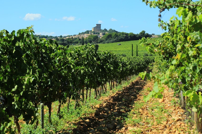 Châteauneuf du Pape Wine Tour Day Trip from Aix en Provence