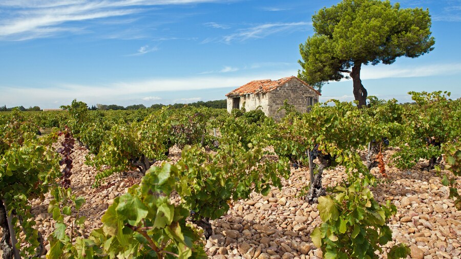 Châteauneuf du Pape Wine Tour Day Trip from Aix en Provence