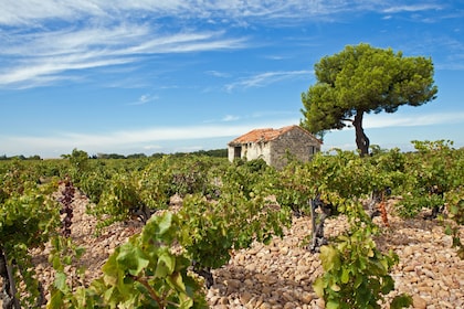 Châteauneuf du Pape Wine Tour Day Trip from Aix en Provence