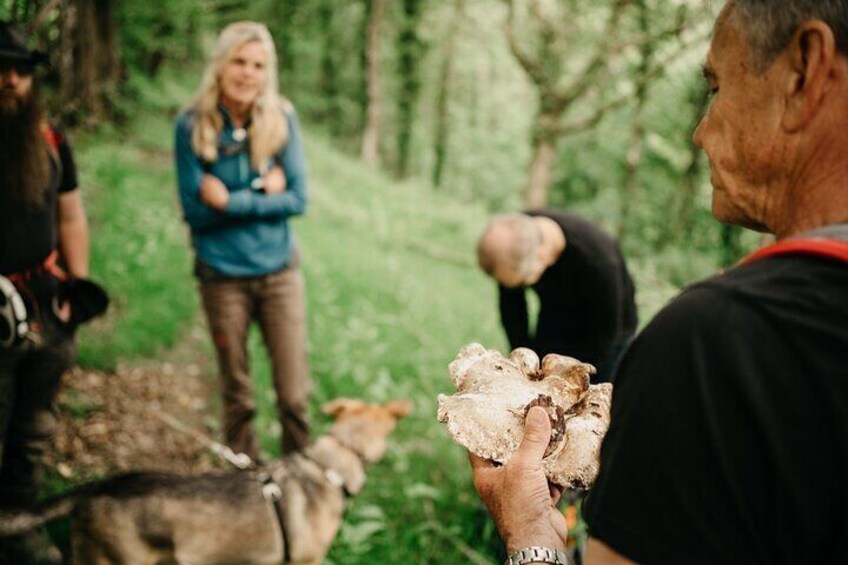 Foraging Food And Medicinals Plus Batman's Waterfall