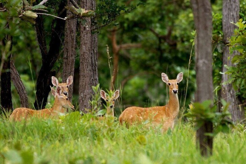 3 Days Private Xe Champhone Eld’s Deer Sanctuary Tour.