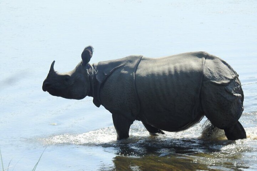 Encounter with Rhino at Bardia National park