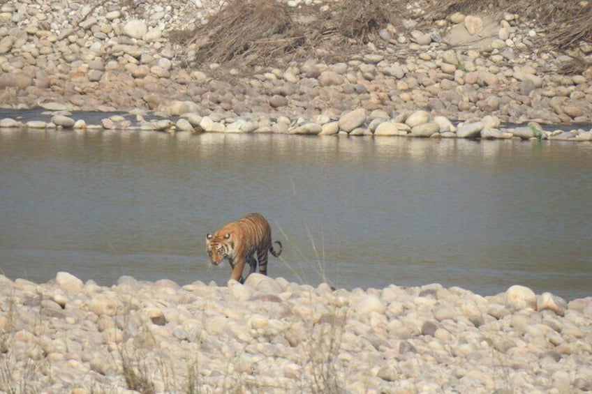 Tiger Crossing river at bardia national park