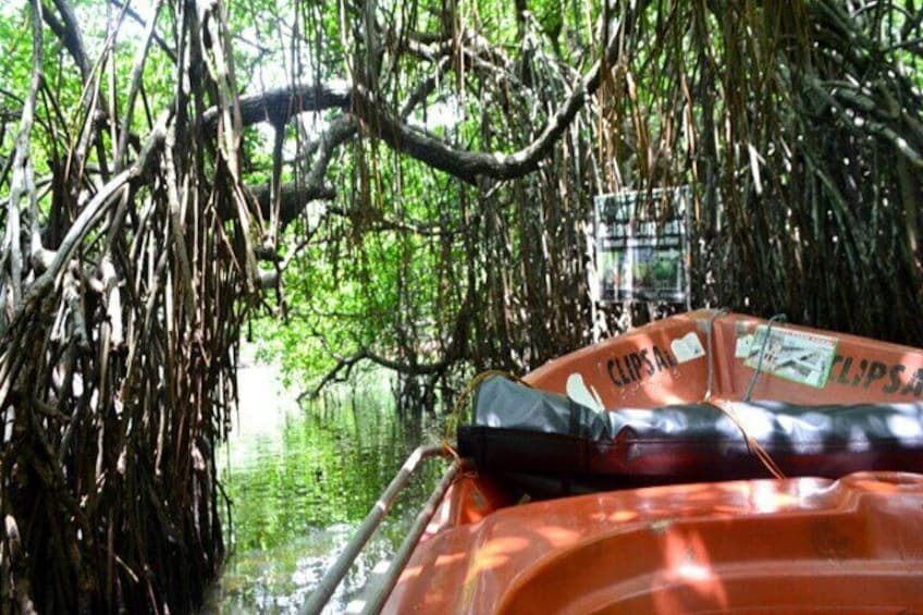 Private Safari Boat Tour in Madu River