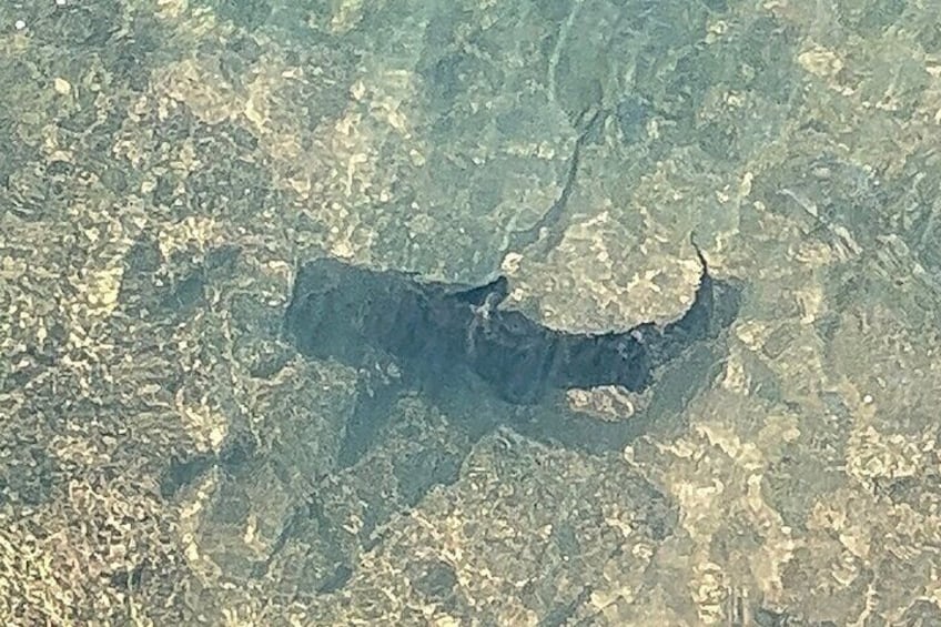 Black Cat fish, upper Iguassu river 
