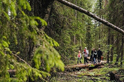 2.5 Hours Hike in Vaattunkikongas Forest Trail