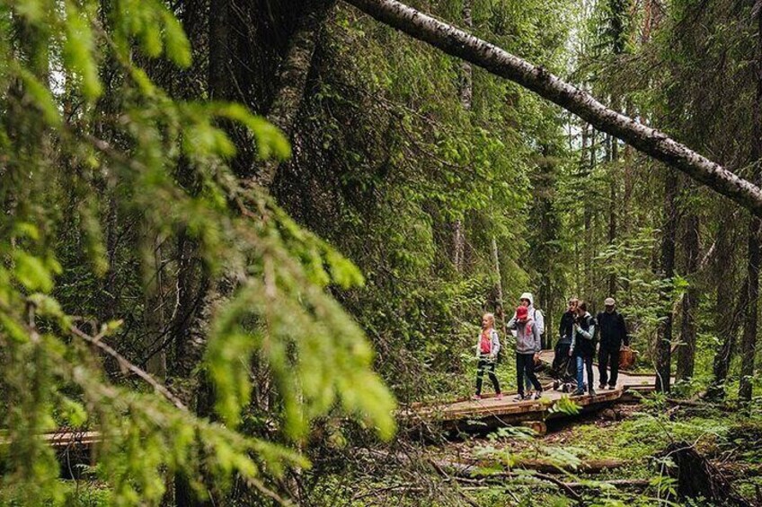 2.5 Hours Hike in Vaattunkikongas Forest Trail