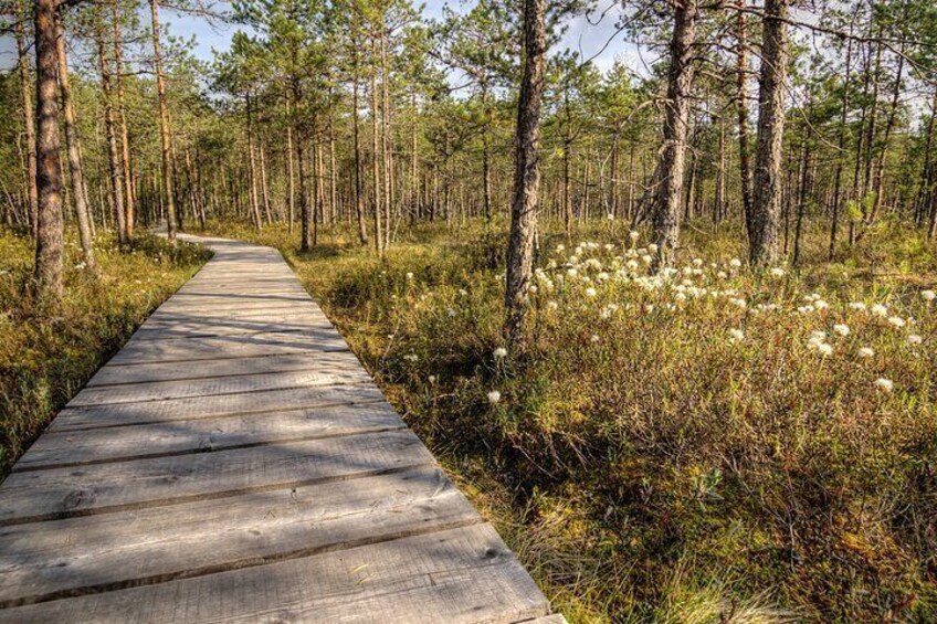 2.5 Hours Hike in Vaattunkikongas Forest Trail