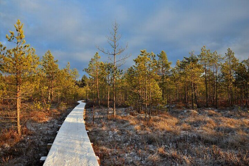 2.5 Hours Hike in Vaattunkikongas Forest Trail