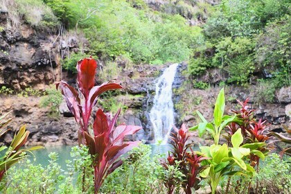 Swim at Oahu waterfall in Waimea with coffee treats Lunch & Dole