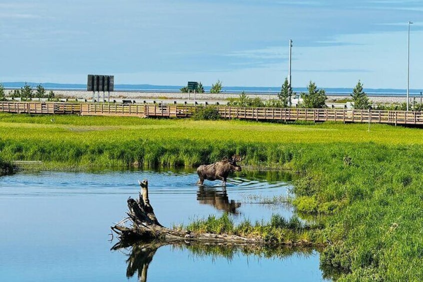 Moose at Potter Marsh