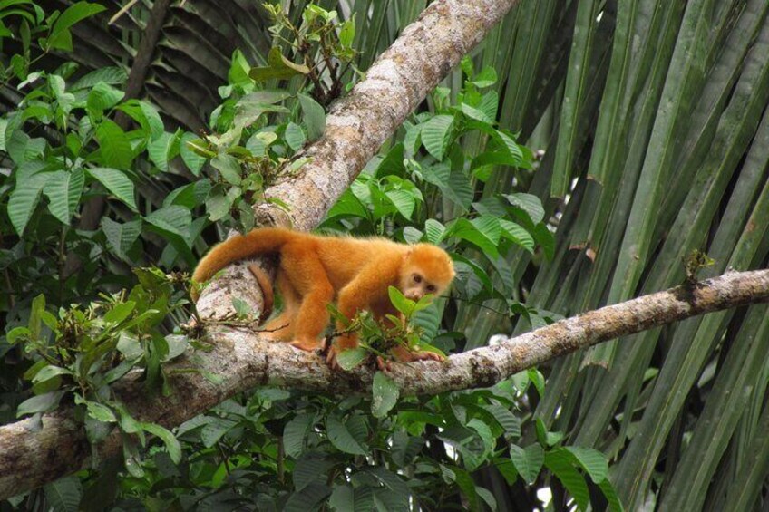 Caño Negro Wildlife Refuge Boat Tour