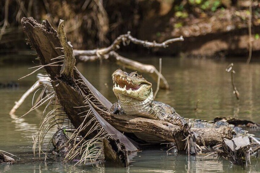 Caño Negro Wildlife Refuge Boat Tour