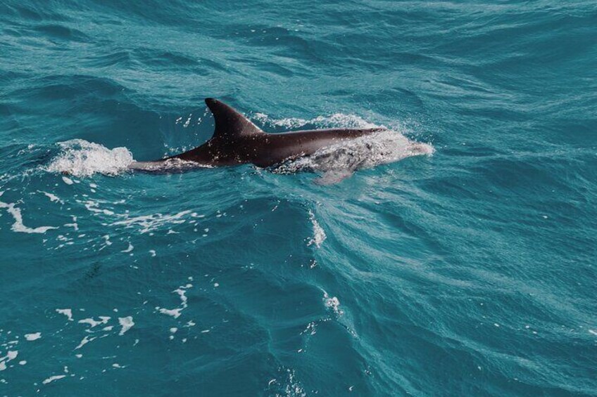 3-Hour Private Snorkeling at Muscat