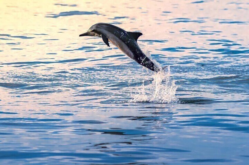 3-Hour Private Snorkeling at Muscat