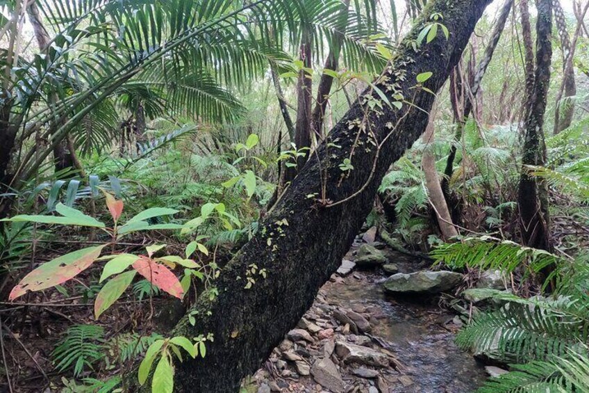Jungle River Trek: private tour in Yanbaru, north Okinawa