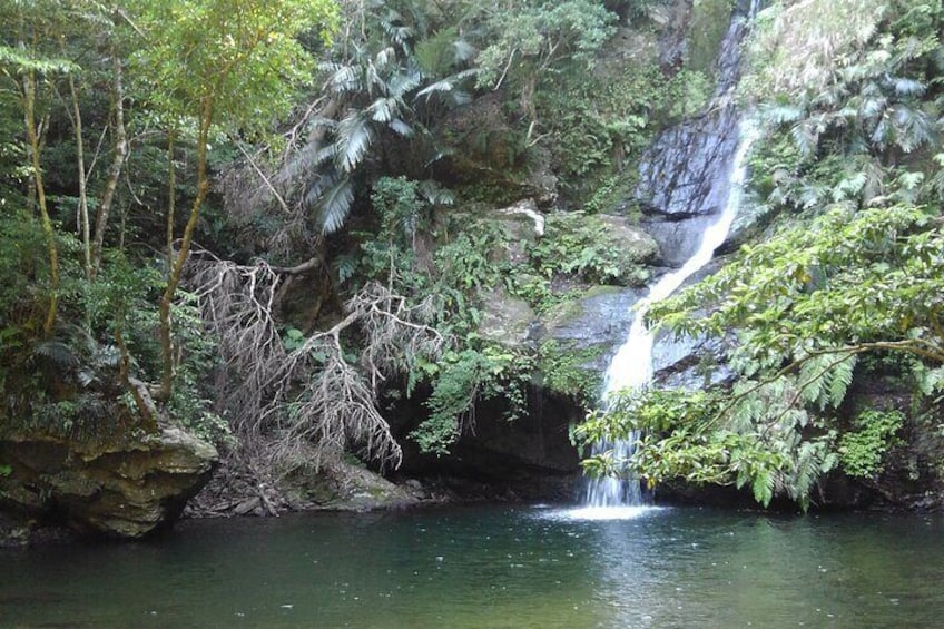 Private Jungle River Trek in Yanbaru