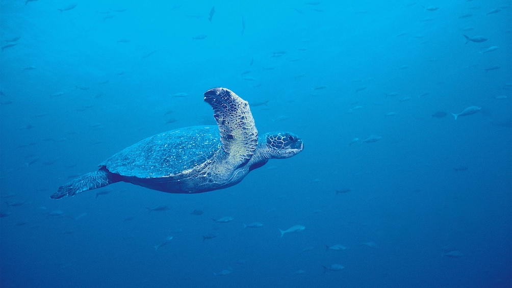 Sea turtle swimming under water in the glassbottom reef explorer in Maui 