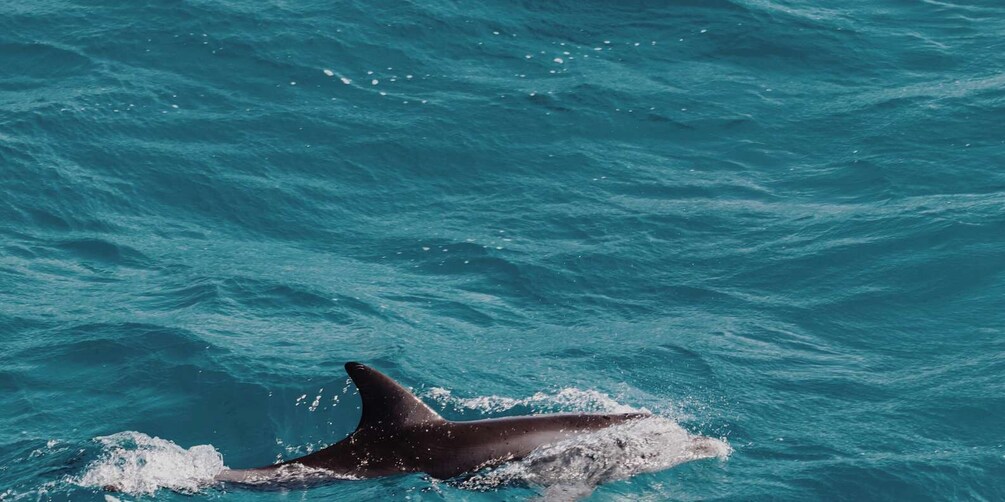 Picture 3 for Activity Muscat: Dolphin Watching Boat Tour