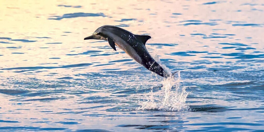 Muscat: Dolphin Watching Boat Tour