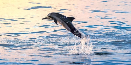 Muscat: Båttur med delfinsafari