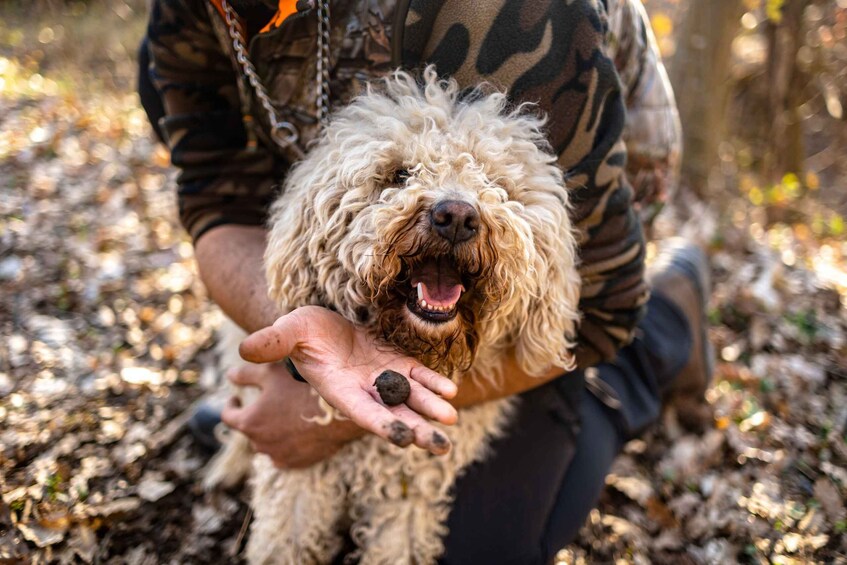 Picture 5 for Activity Langhe: Sunset Truffle Hunting with Tasting and Wine