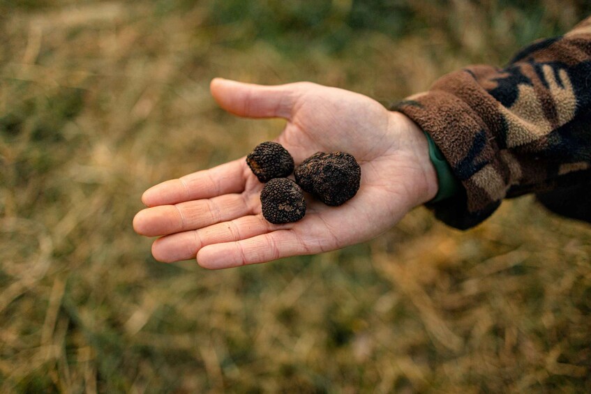 Picture 8 for Activity Langhe: Sunset Truffle Hunting with Tasting and Wine