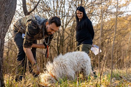 Langhe : Chasse aux truffes au coucher du soleil avec dégustation et vin