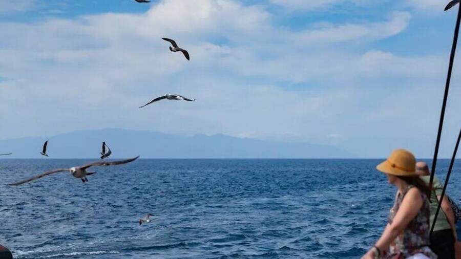 Exclusive Freebird Catamaran Whale & Dolphin to Masca From North