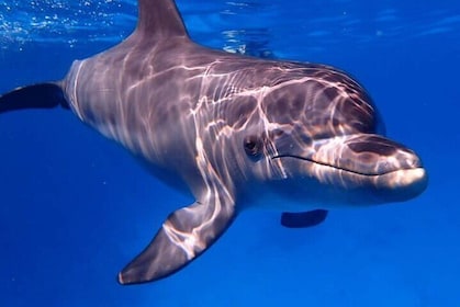 Casa Delfín De Día Completo Y Nado Con Delfines