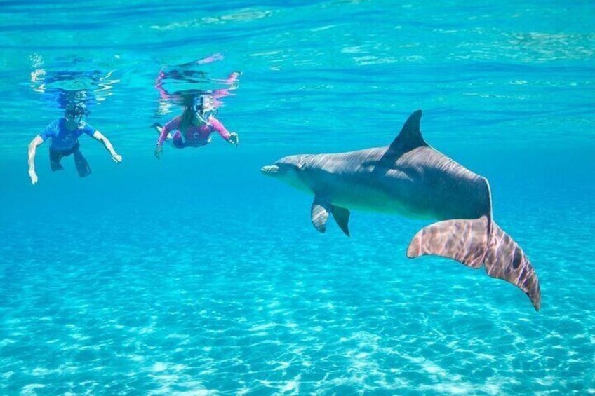 Full-day Dolphin House And Swim With Dolphin 