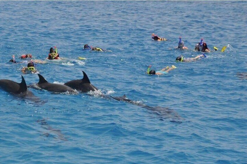 Full-day Dolphin House And Swim With Dolphin 