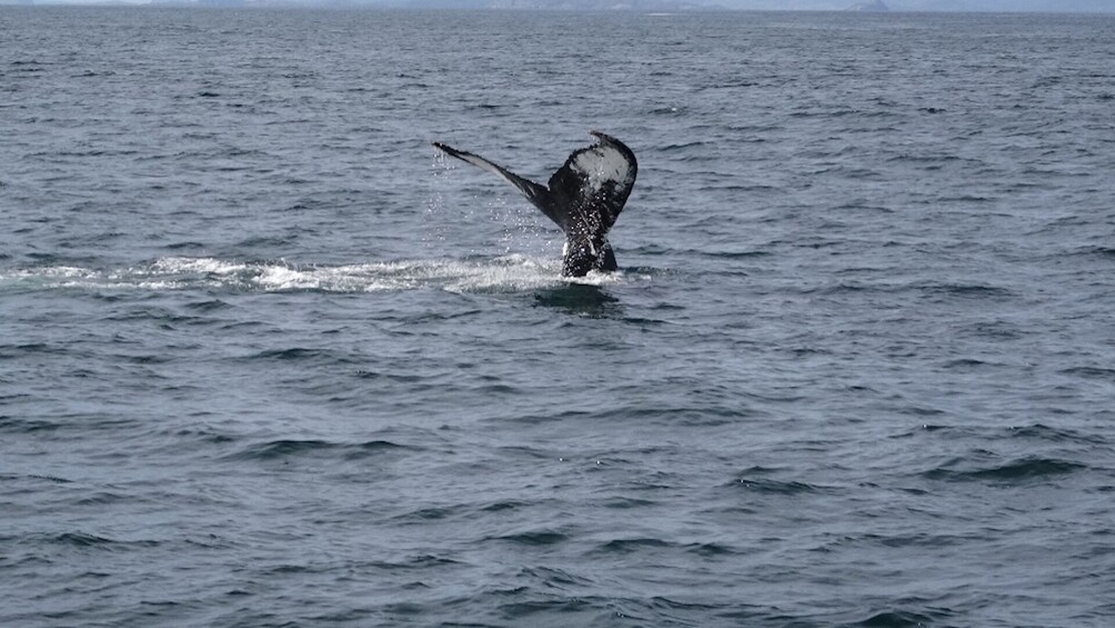 St. John’s Small Group Tour with Iceberg Quest Boat Cruise