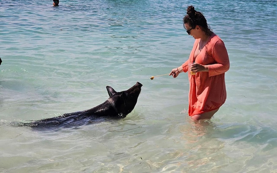 Picture 2 for Activity Nassau: Snorkeling, Pig Beach, Swim with Turtles, and Lunch