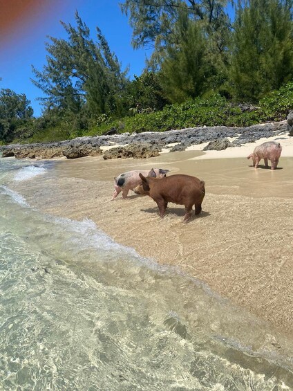 Picture 32 for Activity Nassau: Snorkeling, Pig Beach, Swim with Turtles, and Lunch