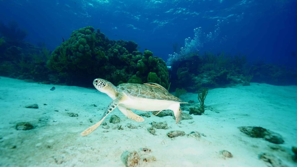 Picture 6 for Activity Nassau: Snorkeling, Pig Beach, Swim with Turtles, and Lunch