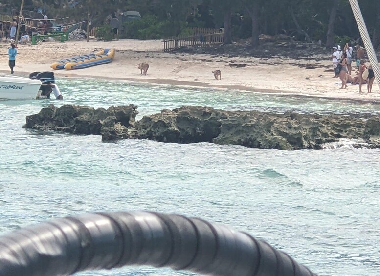 Picture 22 for Activity Nassau: Snorkeling, Pig Beach, Swim with Turtles, and Lunch