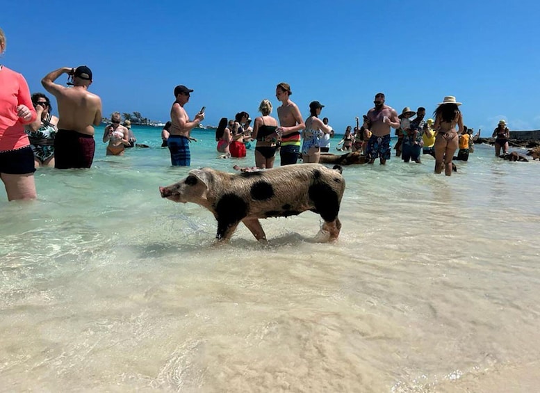 Picture 7 for Activity Nassau: Snorkeling, Pig Beach, Swim with Turtles, and Lunch