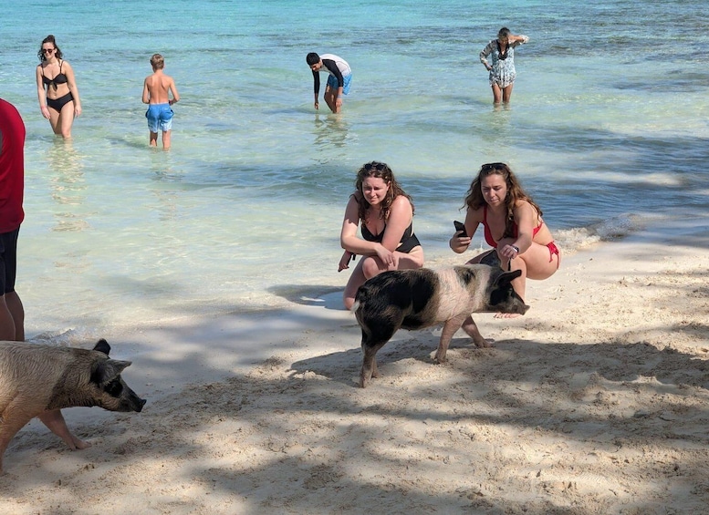 Picture 20 for Activity Nassau: Snorkeling, Pig Beach, Swim with Turtles, and Lunch