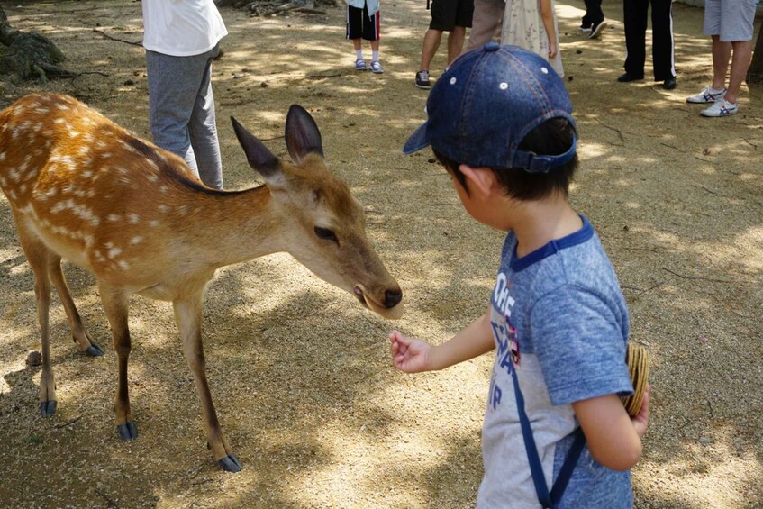 Picture 5 for Activity From Kyoto: Nara Guided Half Day Bus Tour