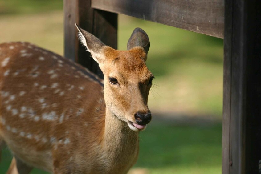 Picture 4 for Activity From Kyoto: Nara Guided Half Day Bus Tour