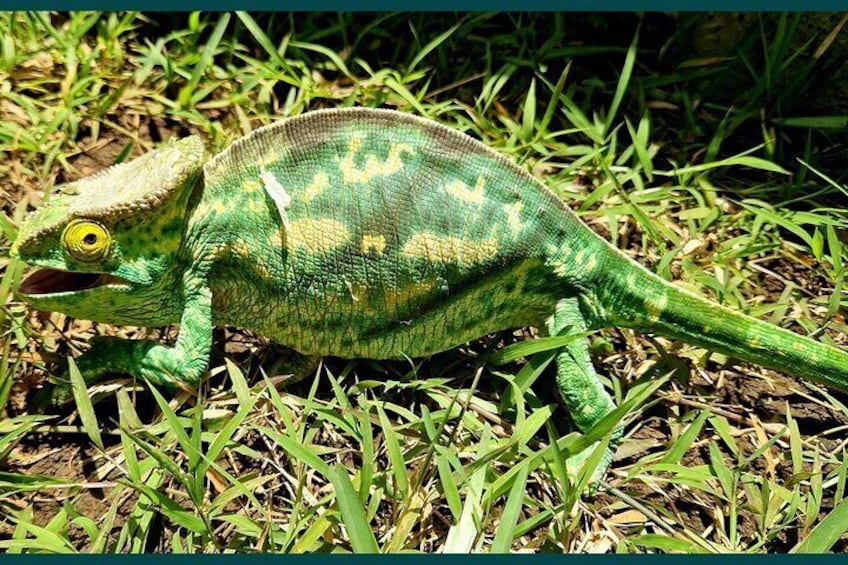 Full-day Natural Style Tour of Nosy Be Island with Lunch
