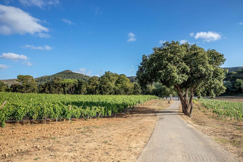 Picture 2 for Activity Quinta das Murgas: Wine Tasting Tour