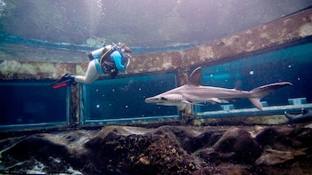Scuba Dive with Sharks at Sea Life Park