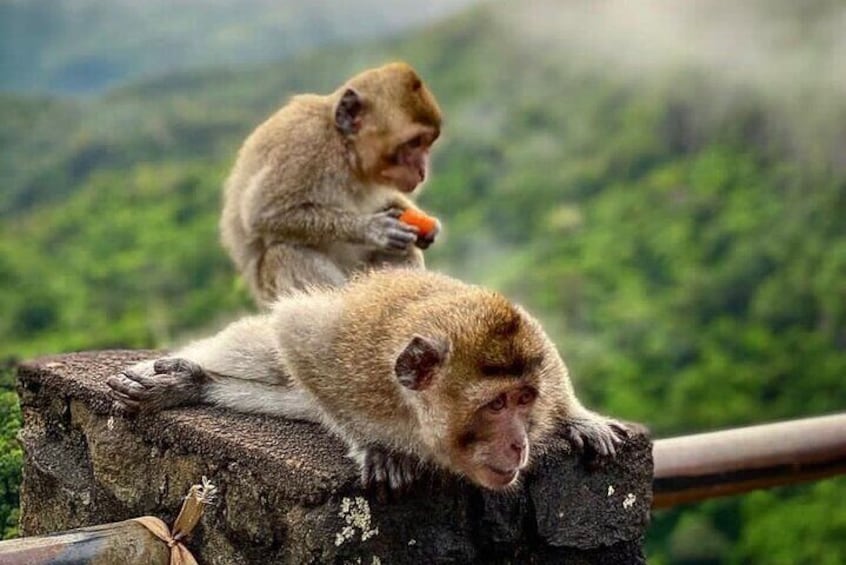 Monkeys encounter at Gorges Viewpoint