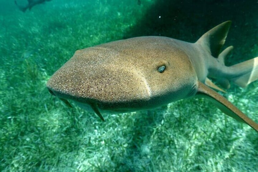 Snorkeling at Silk and Moho Caye