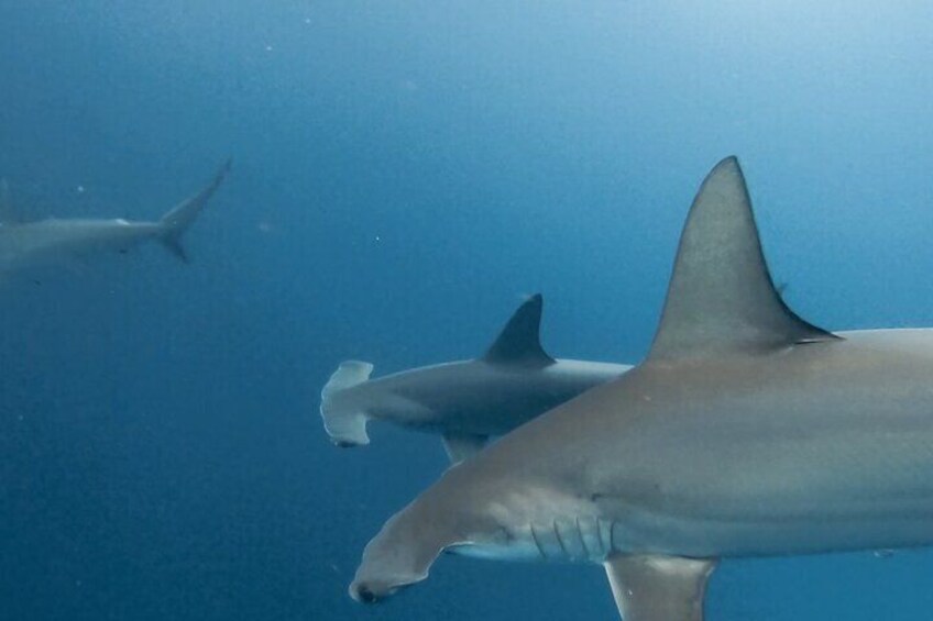 Hammerhead shark San Cristobal Island