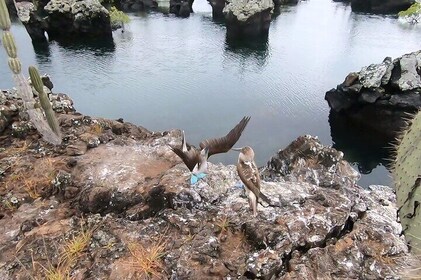 8 Days and 7 Nights Private Tour in Galapagos Islands