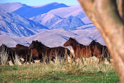 3-Day Nomadic Adventure: Turgen Falls, Assy Plateau & Glamping